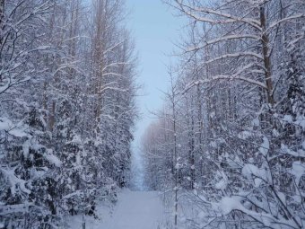 Наливай, давай скорее… В Архангельской области разрешили рубить ёлки к Новому году