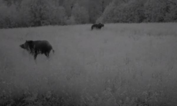 Фотоловушка в Лекшмозерье зафиксировала редкую встречу медведя и кабана