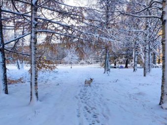 Кажется, в Архангельск приходит зима: прогноз погоды