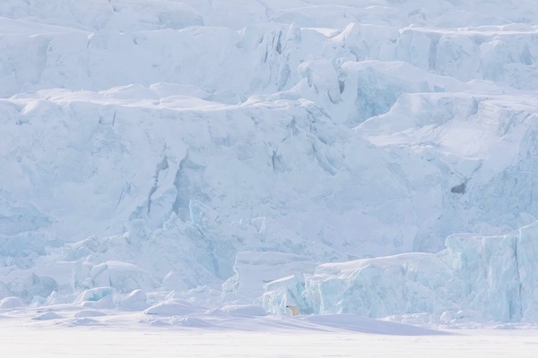 Арктический снимок белого медведя архангельского фотографа отмечен профессионалами