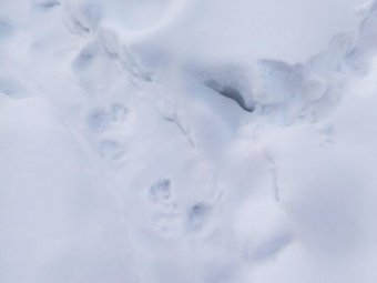 Жуть. В Архангельской области умный матёрый волк оставил следы рядом с правительственным комплексом